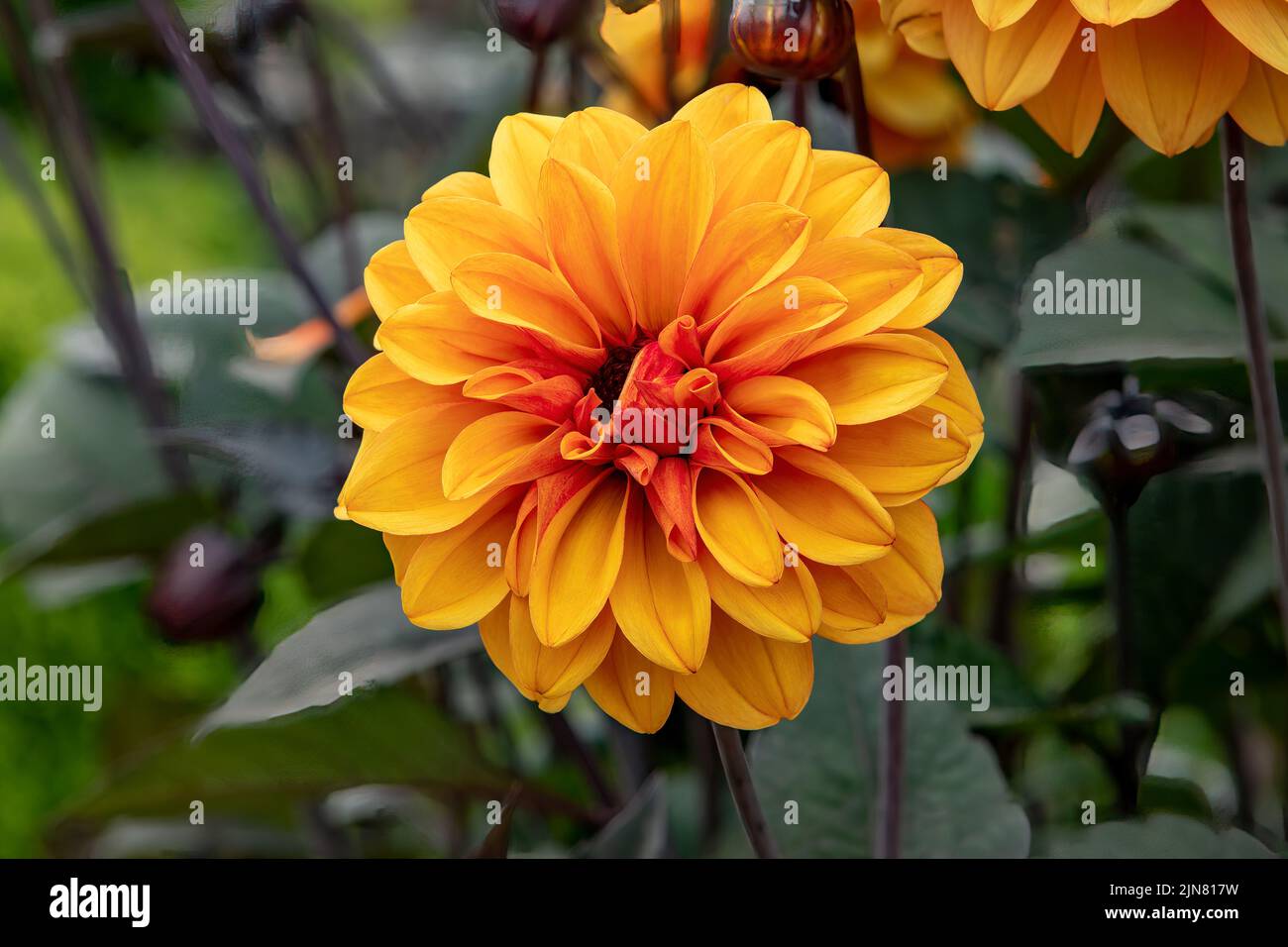 Dahlia David Howard Stock Photo - Alamy
