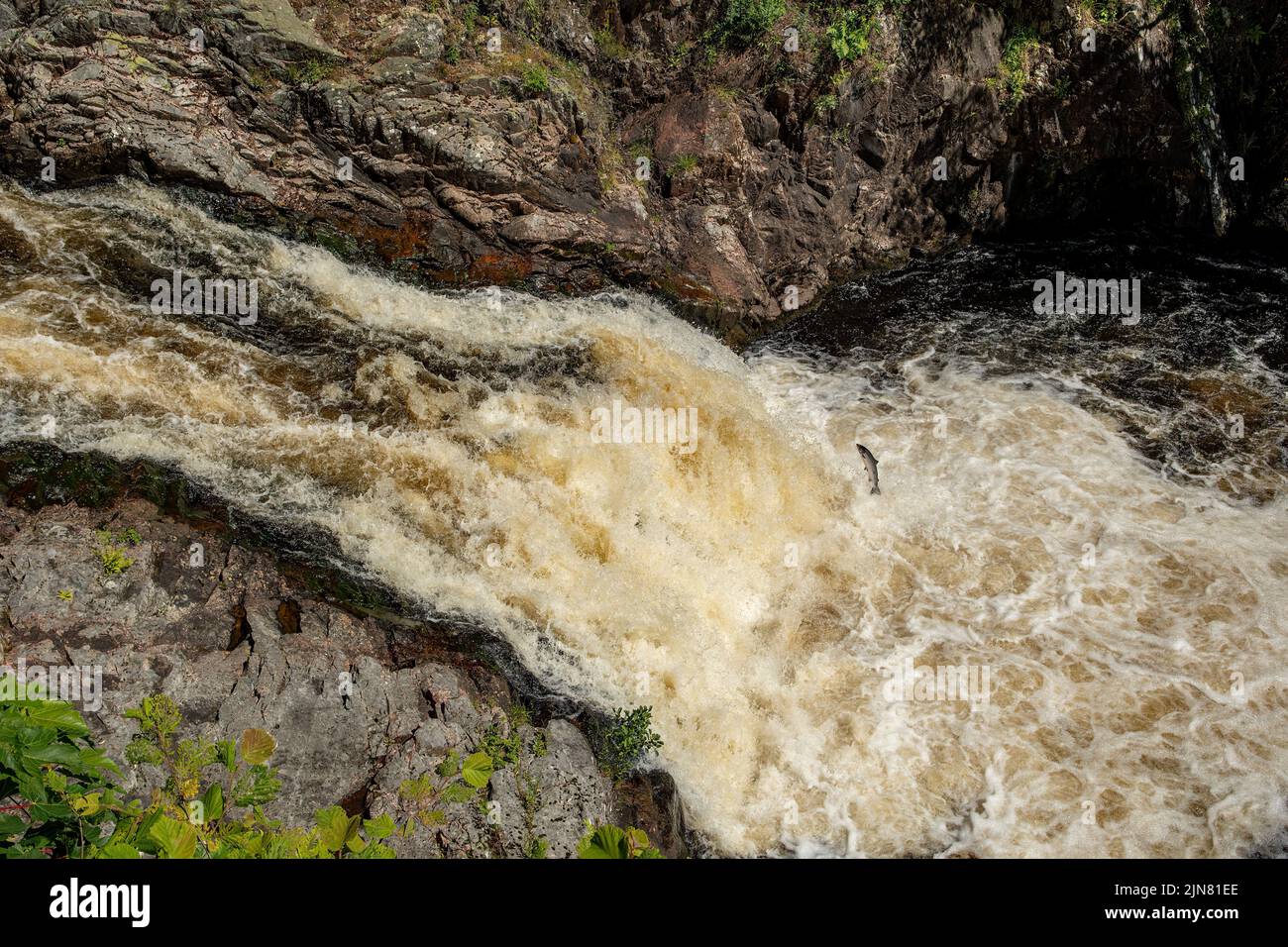 Salmon Jumping Up Falls of Shin, near Bonar Bridge, Highland, Scotland