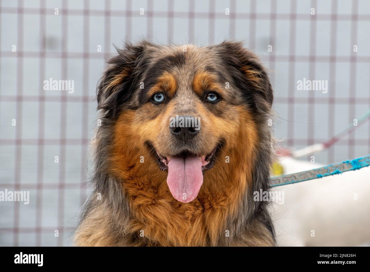 A large golden retriever and Australian Shepard mixed adult dog with blue eyes, and brown, red, and black fur. The animal has its tongue hanging our panting. Stock Photo