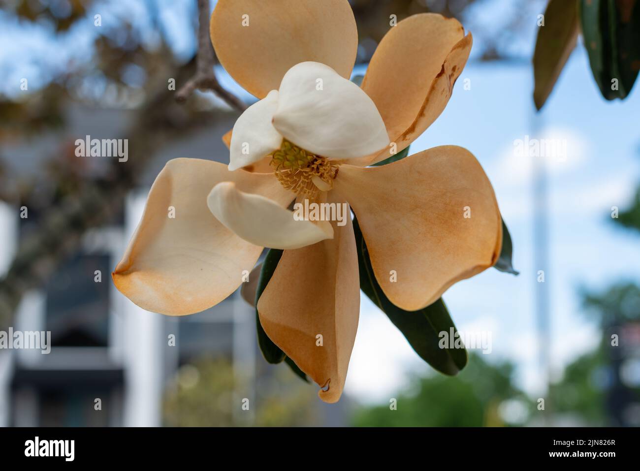 A closeup of a large white magnolia flower with bronze along the edge from age. The blossom has four cup or bowl shaped petals with large green leaves Stock Photo