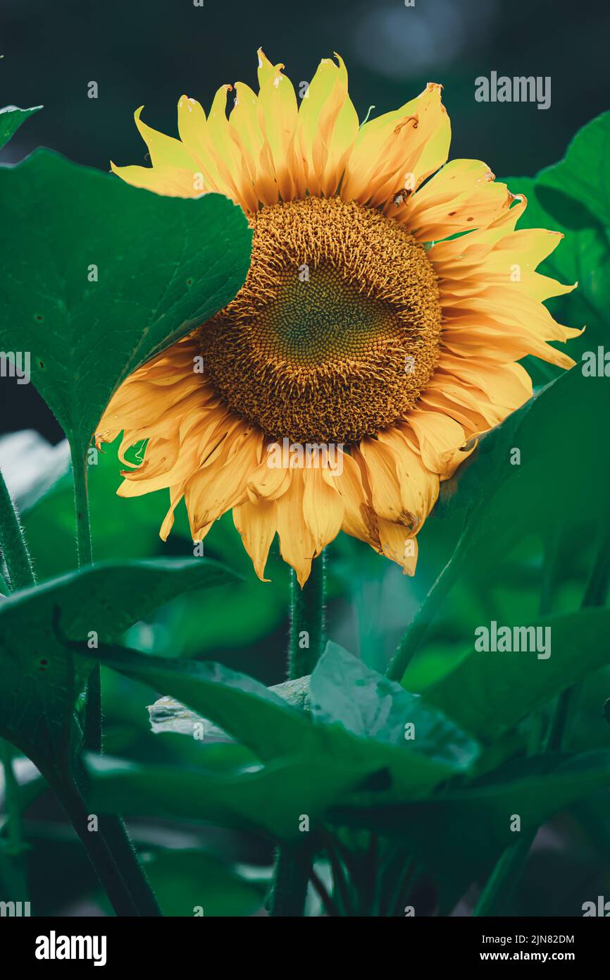 Bright yellow sunflower with green leaves for backgrounds and wallpaper. Texture background. Macro photography. Close up Stock Photo