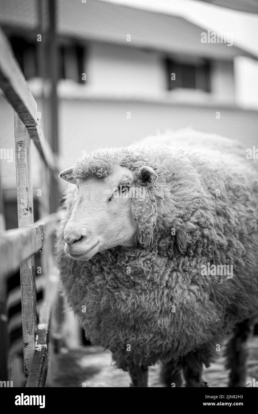 Closeup monochrome shot of a beautiful cute fluffy sheep in a farm. Malaysia livestock. Stock Photo