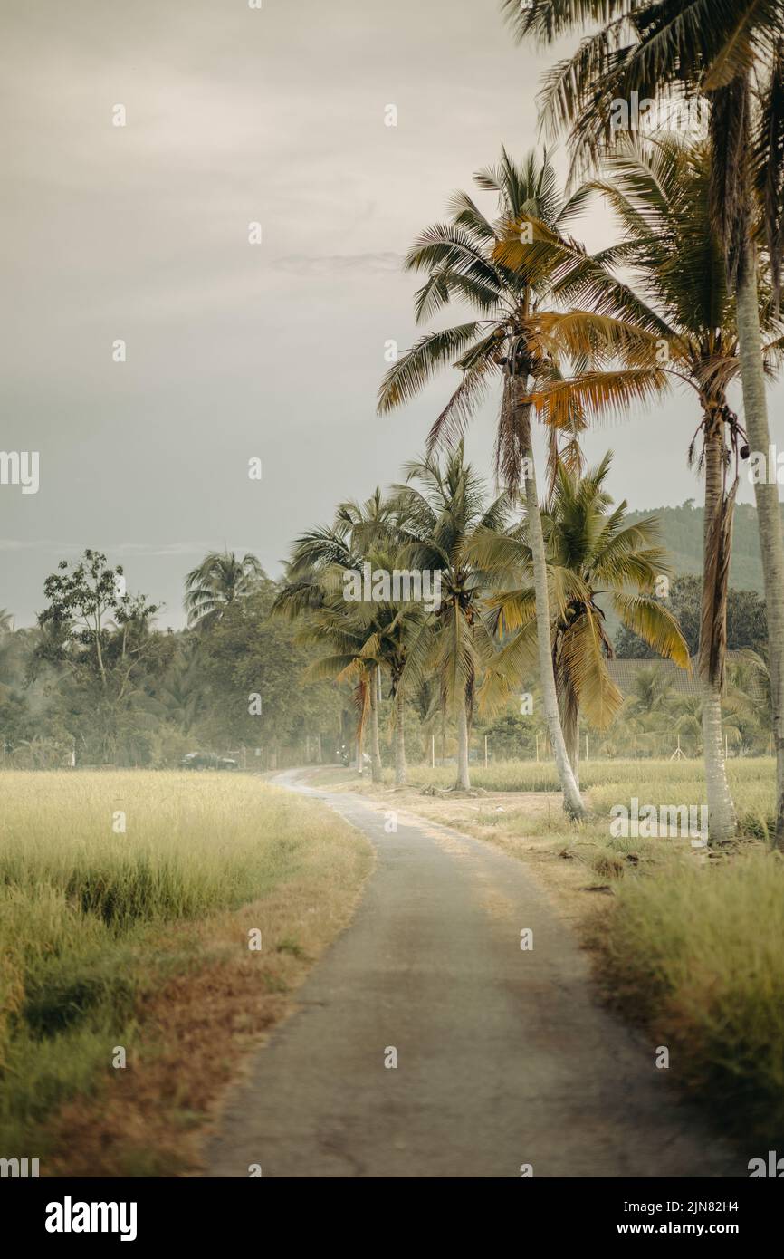 Beautiful countryside road with paddy field in Perlis, Malaysia. Stock Photo
