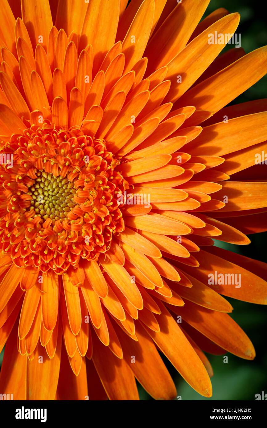 Orange flower wallpaper deals