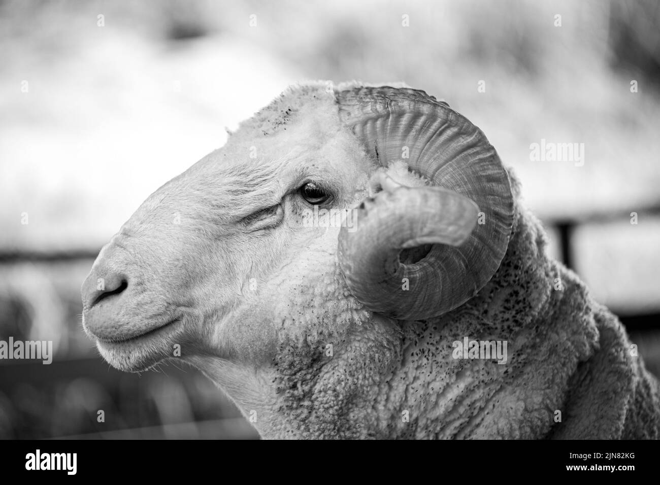 Closeup shot of Whitefaced Woodland sheep head in a farm. Malaysia livestock. Stock Photo