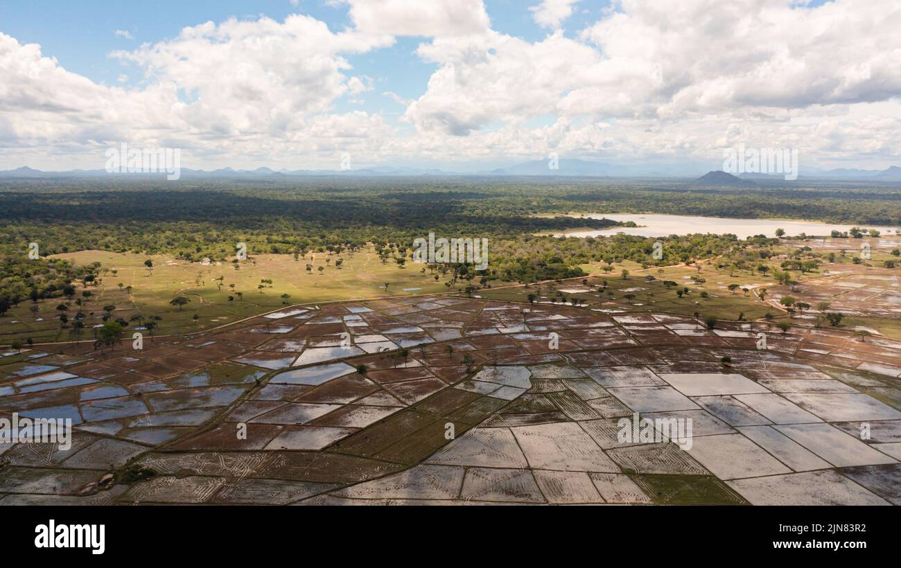 Aerial view of Rice fields and agricultural land in rural areas. Sri