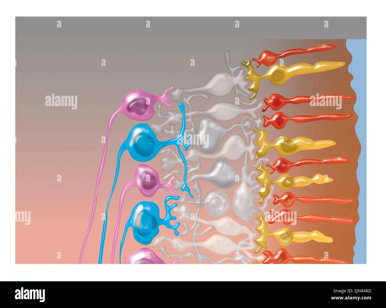 Structure of the retina, illustration Stock Photo - Alamy