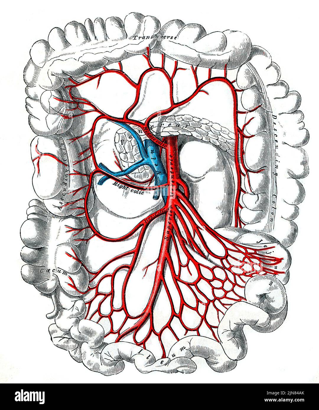 Superior Mesenteric Artery Illustration Stock Photo Alamy superior-mesenteric-artery-illustration-stock-photo-alamy