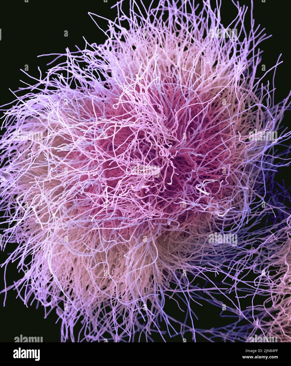 Trichophyton rubrum fungus, SEM Stock Photo Alamy