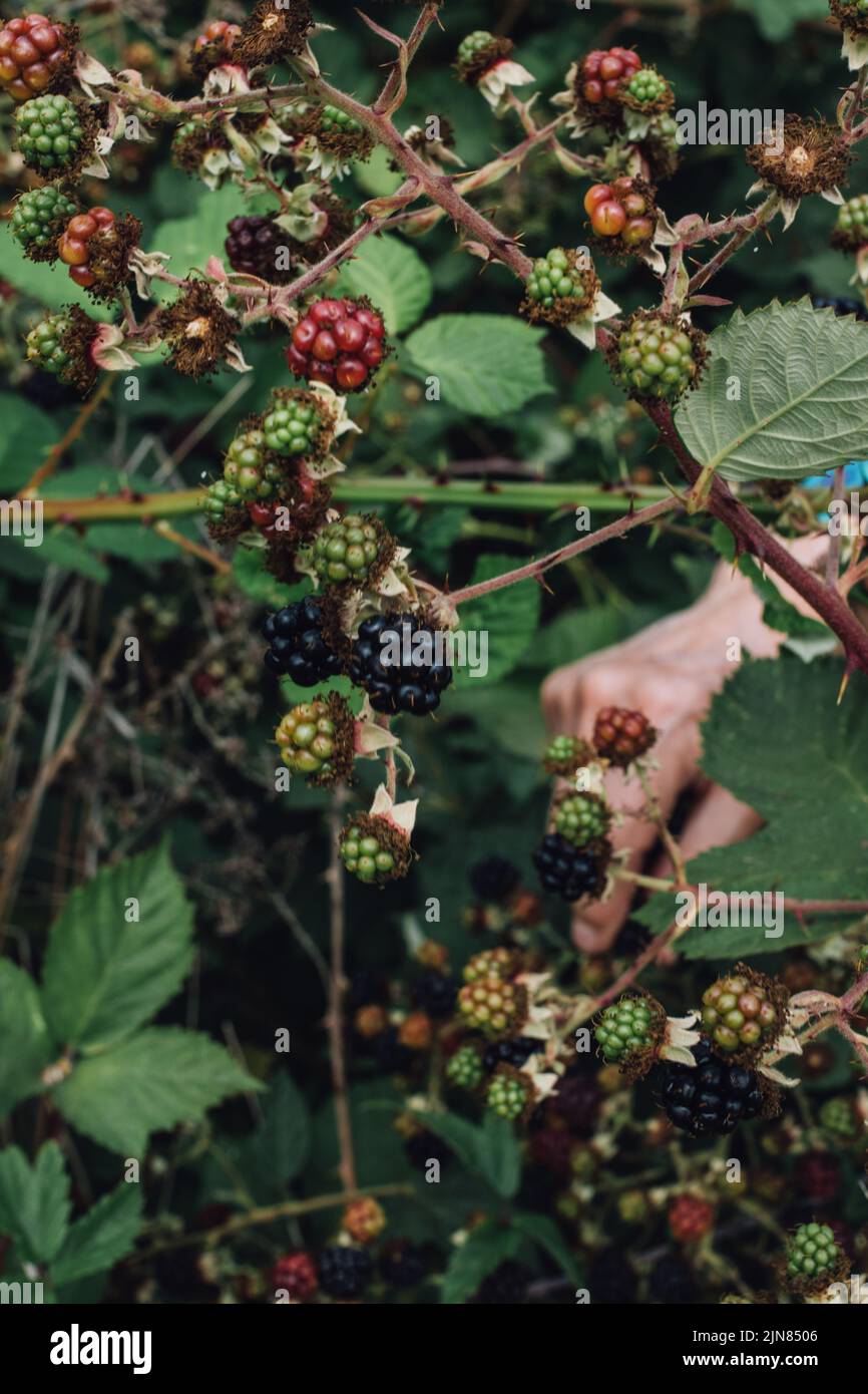 wild ripe and unripe green red black blackberries brambles thorns summer august Stock Photo