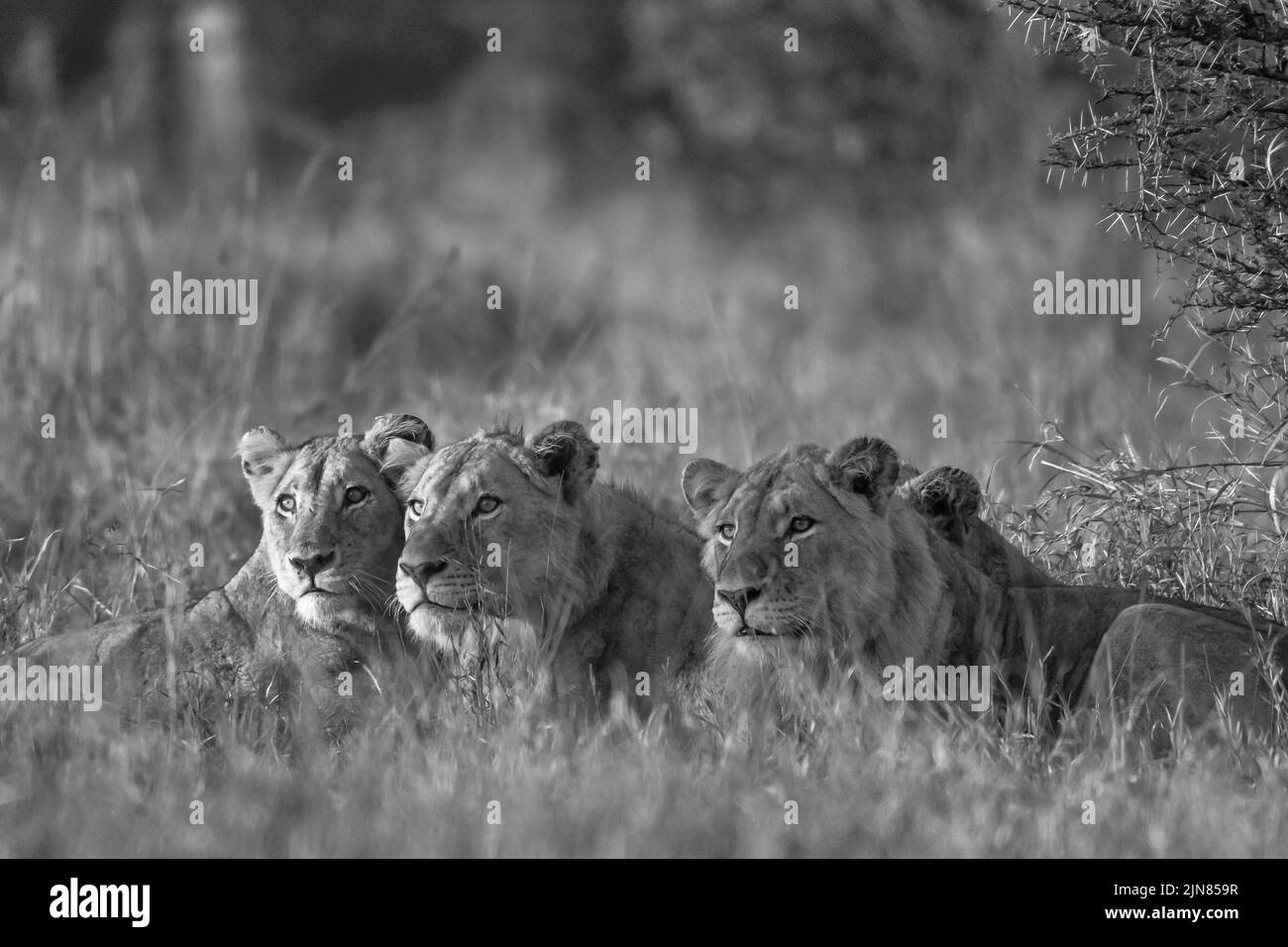 Black and white image of young lions lying in wait in the early eying Stock Photo