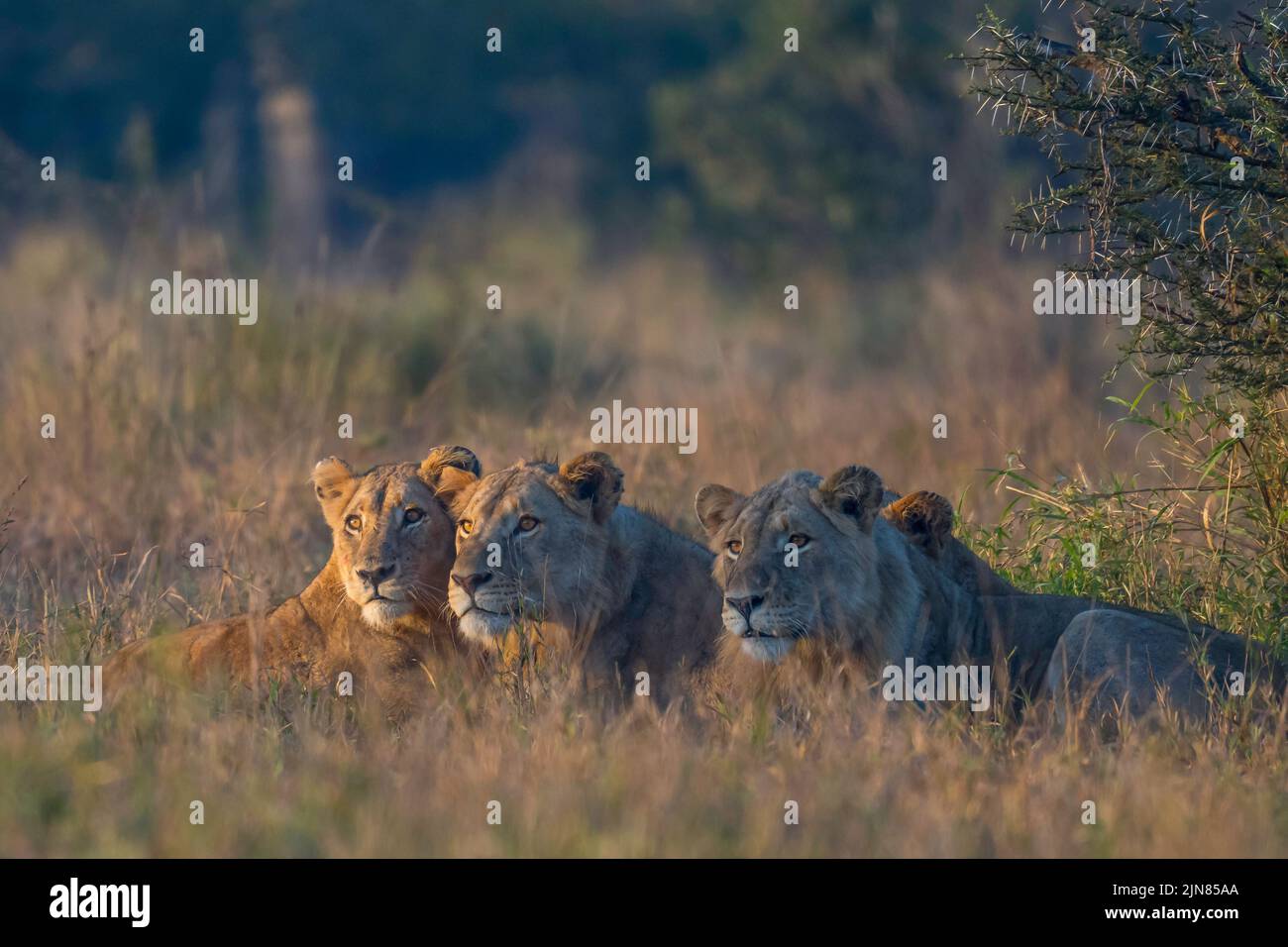 Group of young lions lying in wait ready to hunt Stock Photo