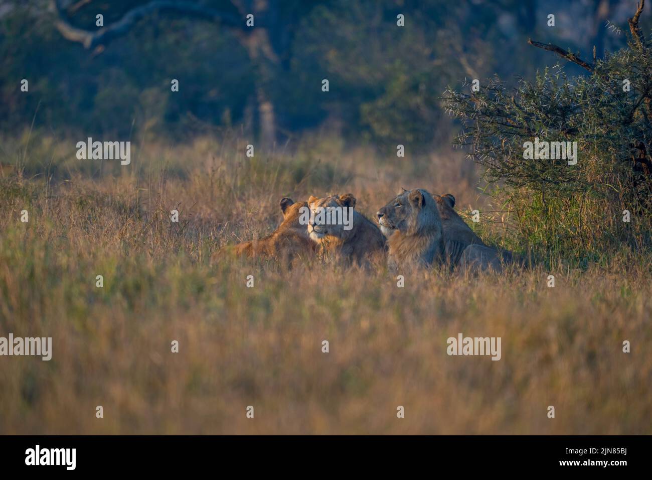 Group of young lions lying in wait ready to hunt Stock Photo