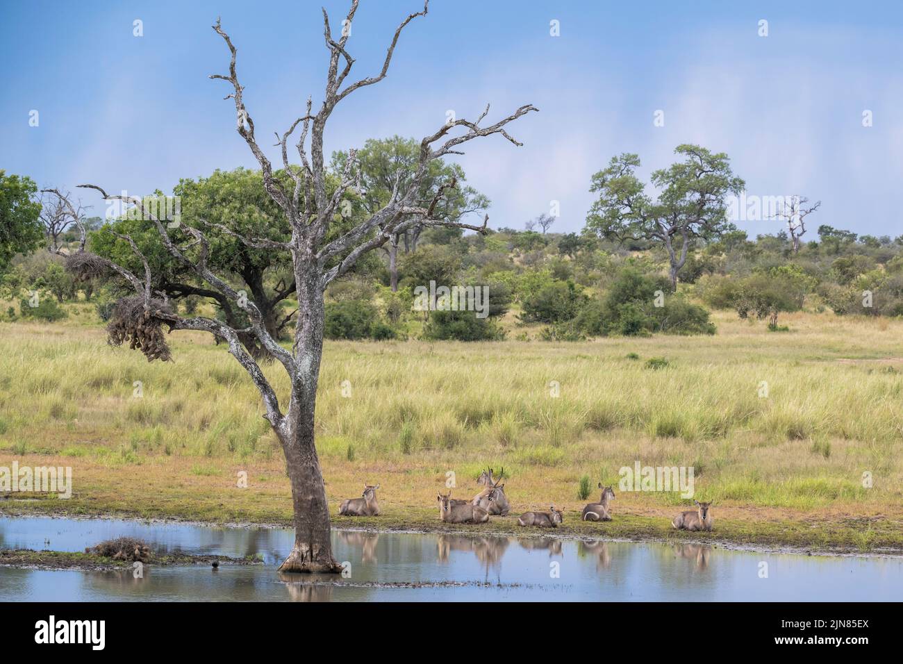 A group of waterbuck reflected in the water of  a waterhole Stock Photo