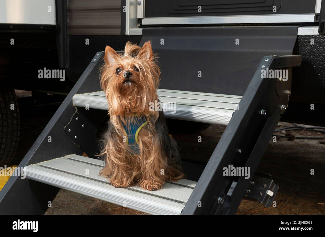 Yorkie hanging out on the steps during a campout Stock Photo