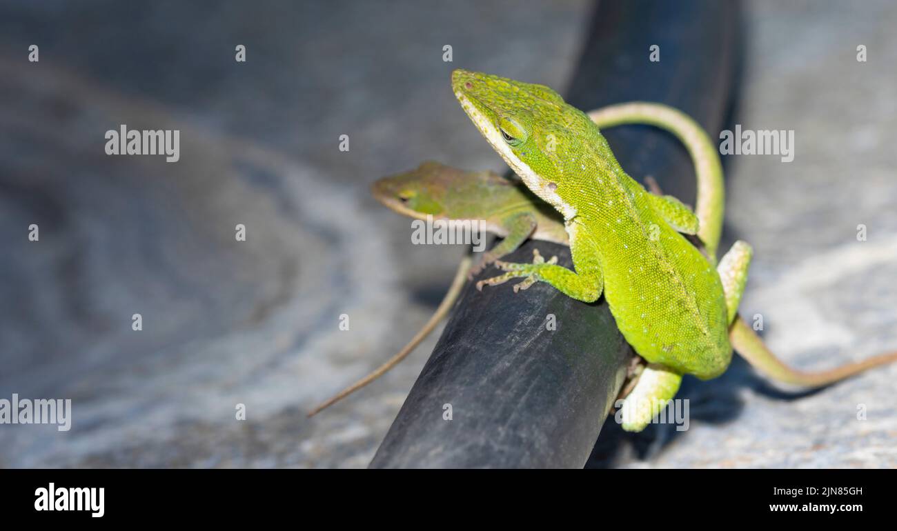 Geckos mating on a hose in North Carolina Stock Photo