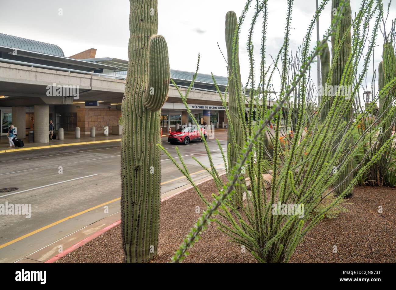 Entrance of Tucson International Airport, Arizona, USA. Beautiful large saguaro cactus landscaping Stock Photo