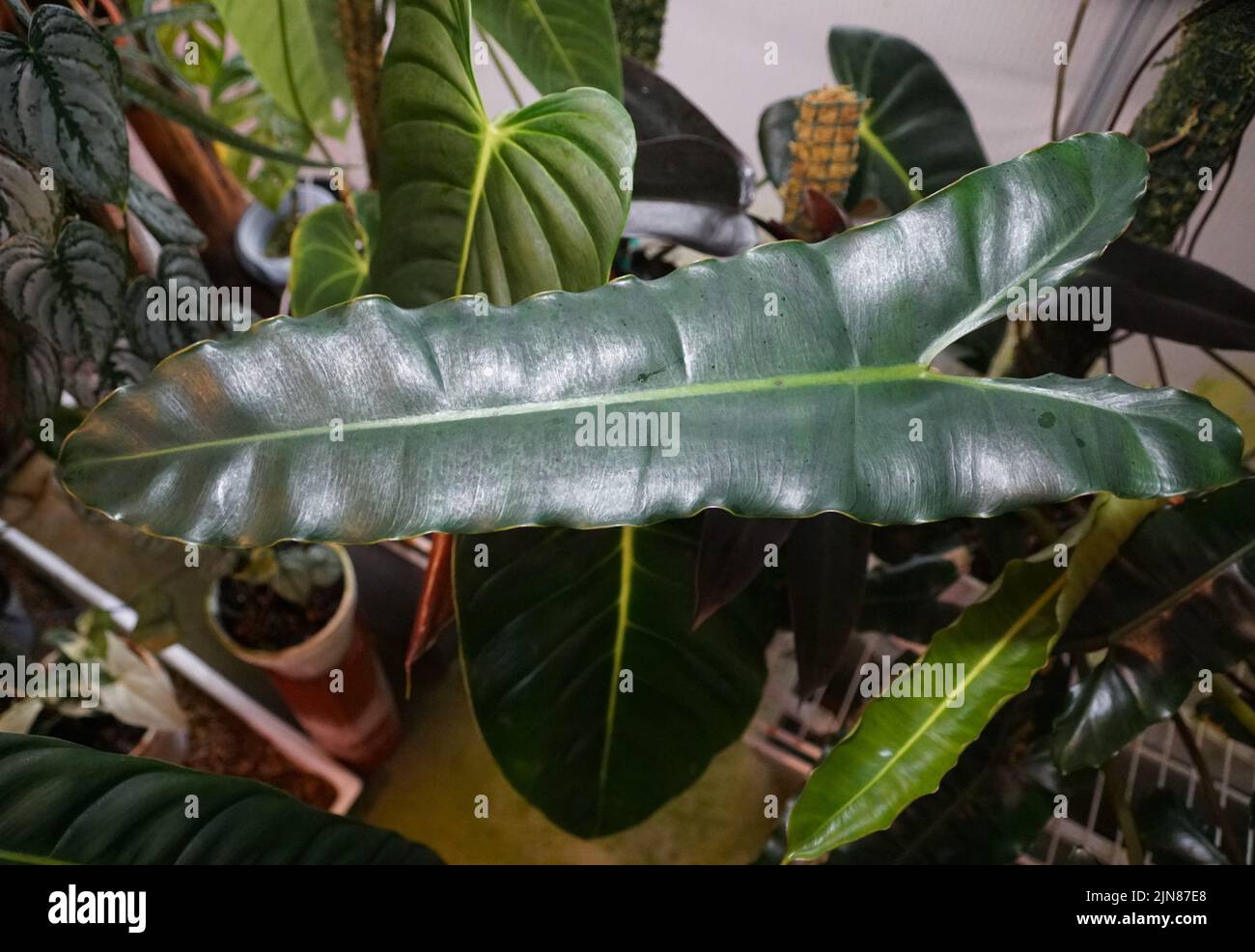 Beautiful dark and rippled shape leaf of Philodendron Billietiae Dark ...