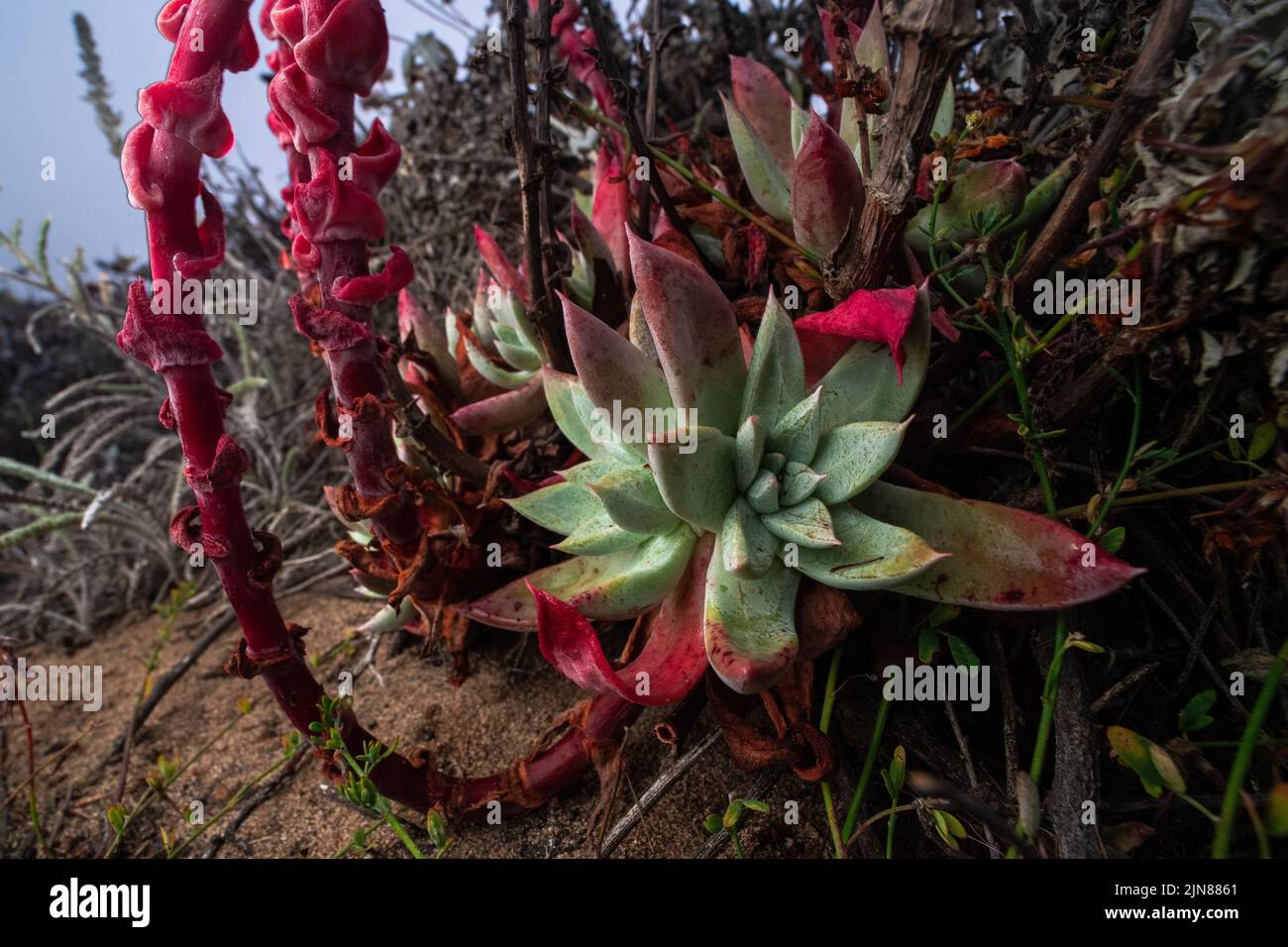 Coastal dudleya (Dudleya caespitosa) growing and flowering in dune habitat in California on a misty evening. Stock Photo