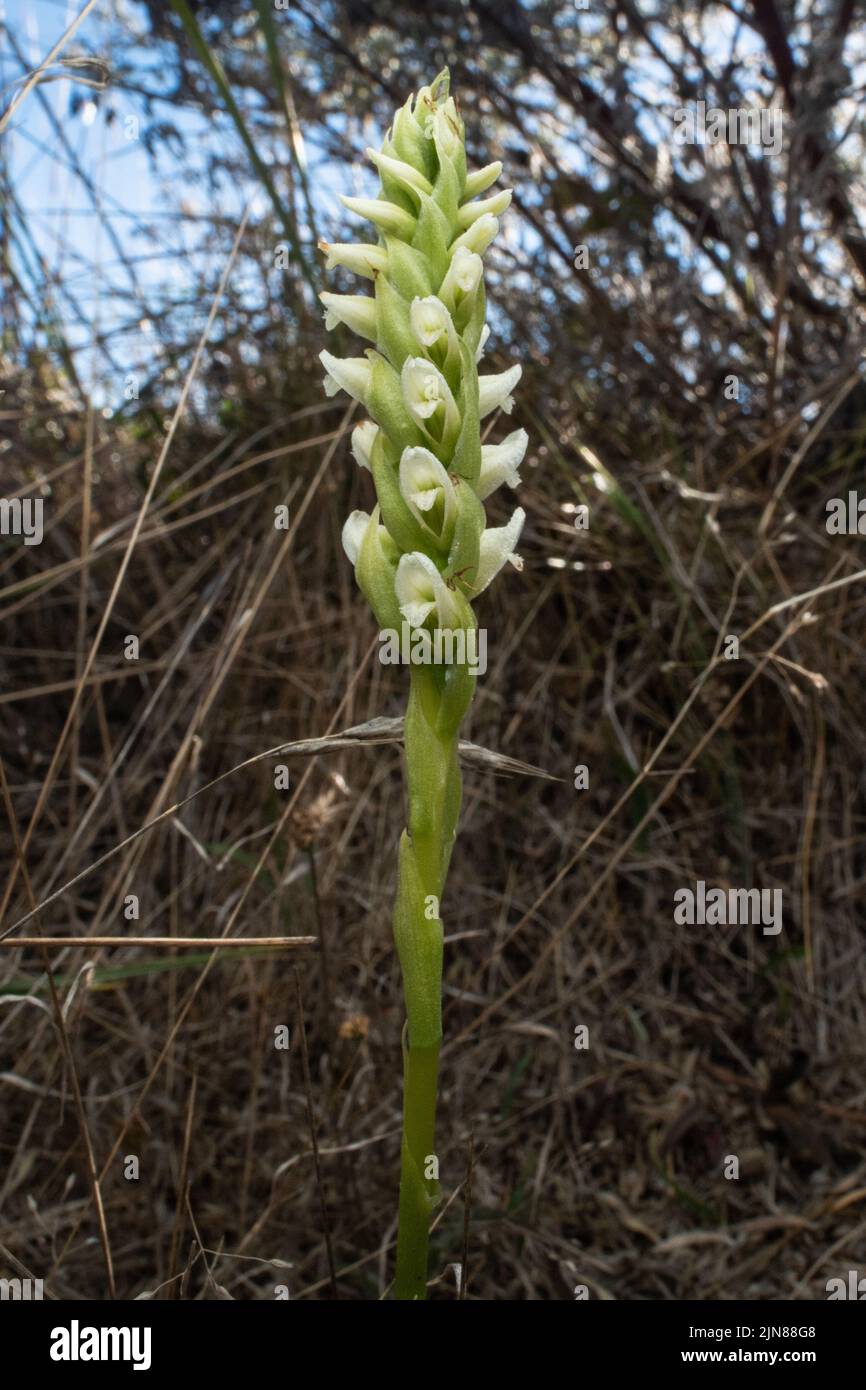 Hooded lady's tresses (Spiranthes romanzoffiana), an orchid with white flowers growing in Point Reyes National seashore, California. Stock Photo