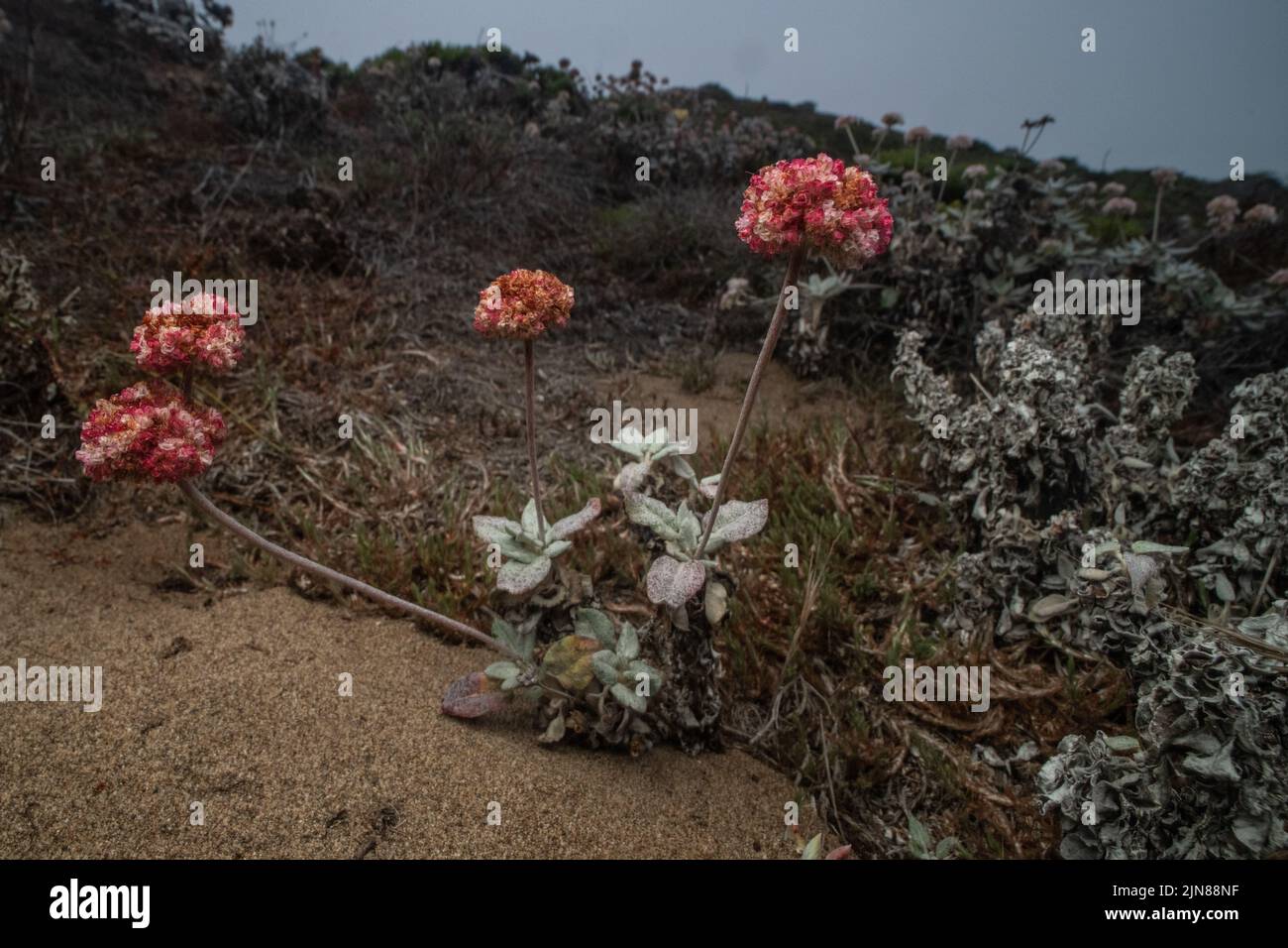 Coast or seaside Buckwheat (Eriogonum latifolium) growing on sand dune habitat in coastal California in Point Reyes National seashore. Stock Photo
