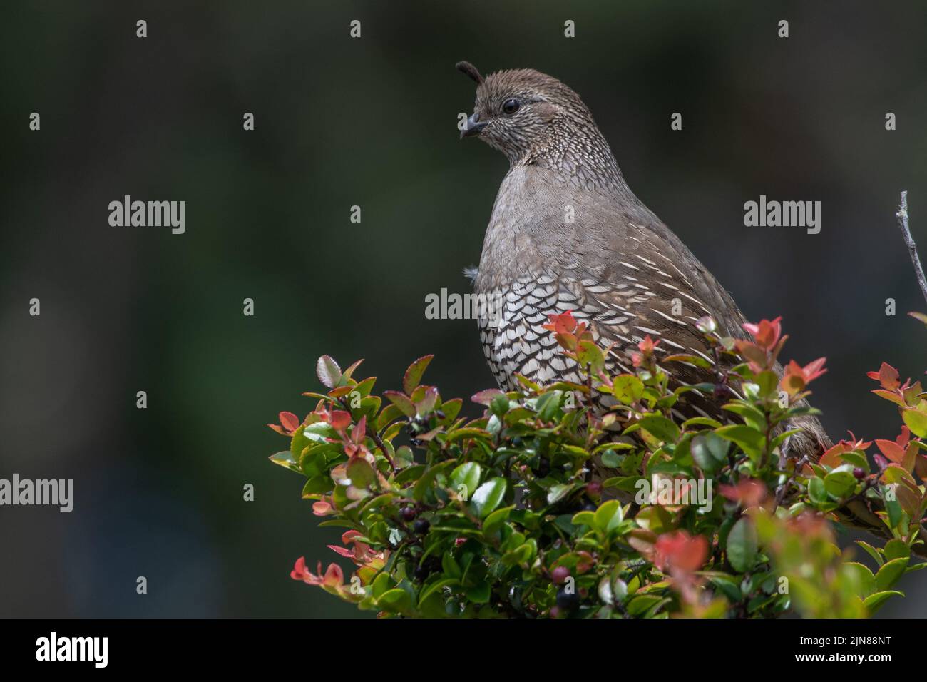 A female California quail (Callipepla californica) perched on a bush in Point Reyes National seashore on the West coast of North America, USA. Stock Photo