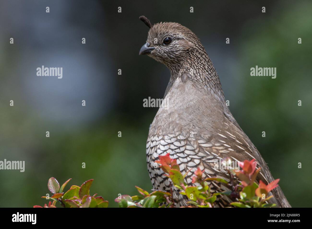 A female California quail (Callipepla californica) perched on a bush in Point Reyes National seashore on the West coast of North America, USA. Stock Photo