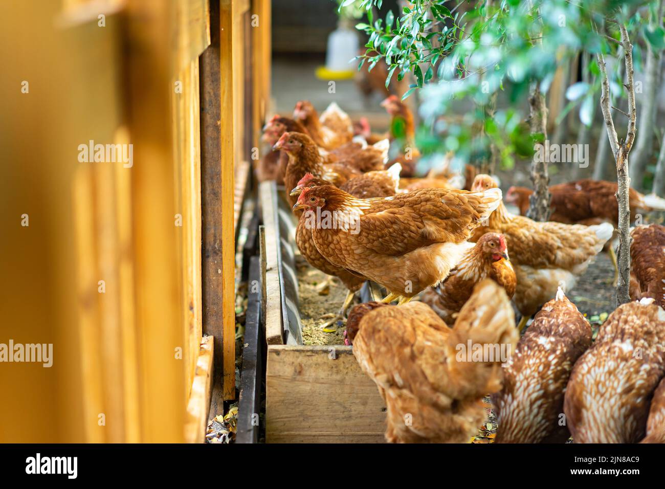 Hybrid Rhode Island Red hens are eating at the feeding trough near the brown fence. Stock Photo