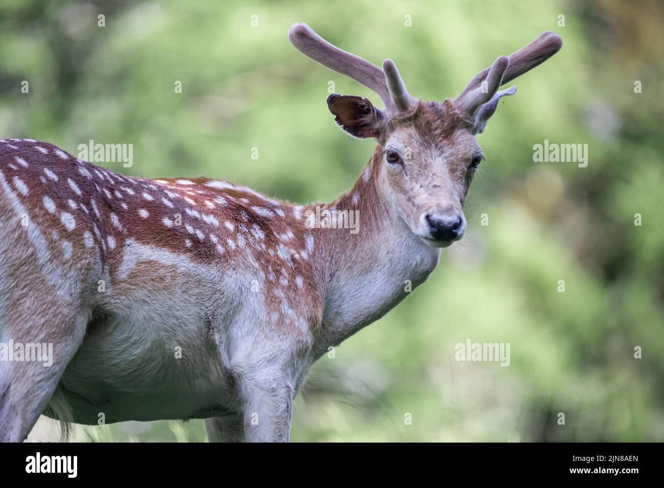 A male sika deer at Wildlife Park Gersfeld Biosphere Reserve Rhon in Germany Stock Photo