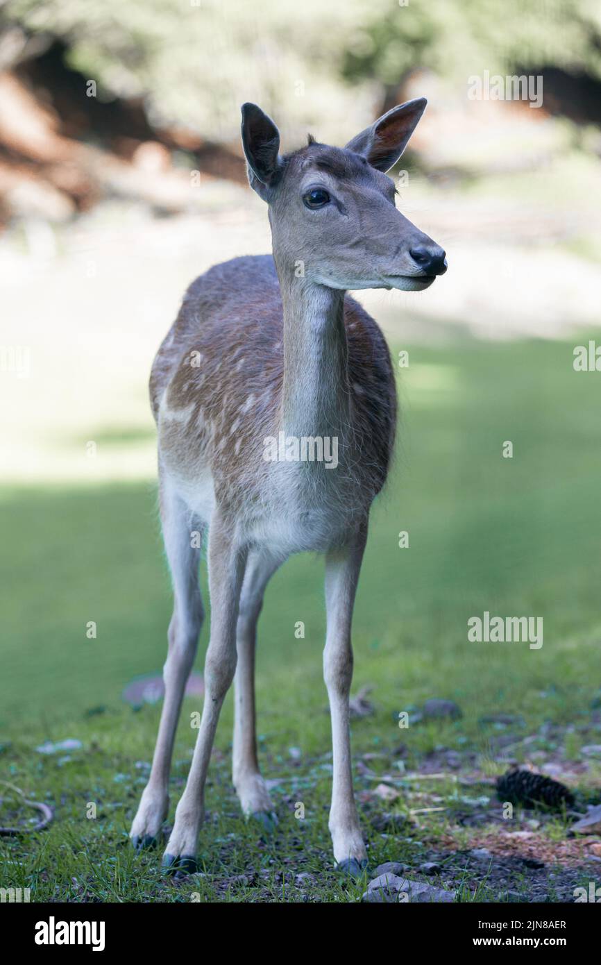 A female sika deer at Wildlife Park Gersfeld Biosphere Reserve Rhon in Germany Stock Photo