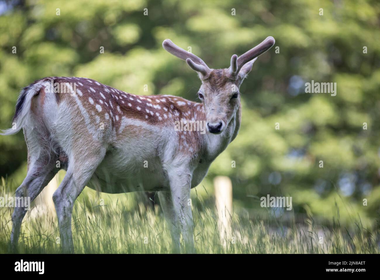 A male sika deer at Wildlife Park Gersfeld Biosphere Reserve Rhon in Germany Stock Photo