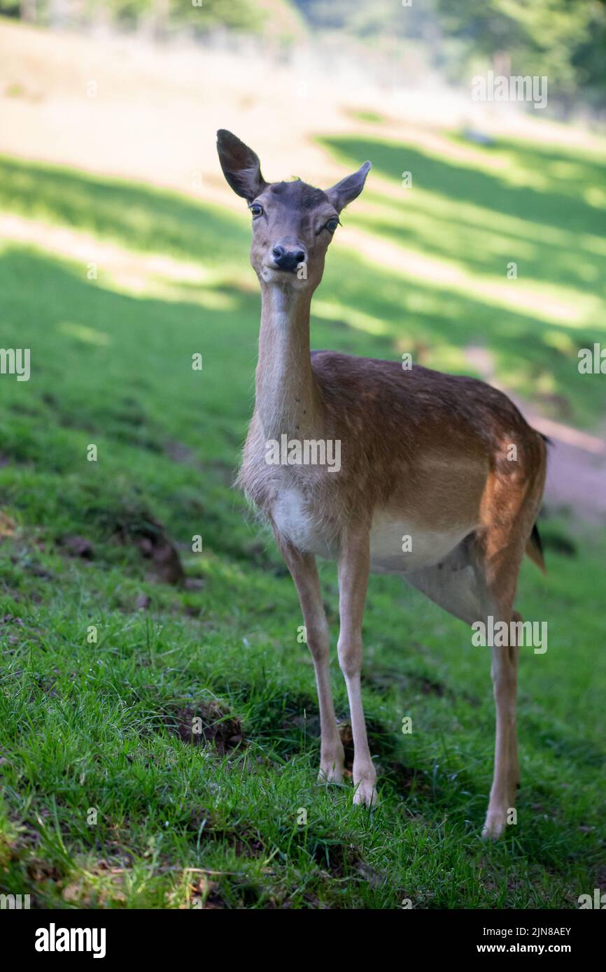 A female sika deer at Wildlife Park Gersfeld Biosphere Reserve Rhon in Germany Stock Photo