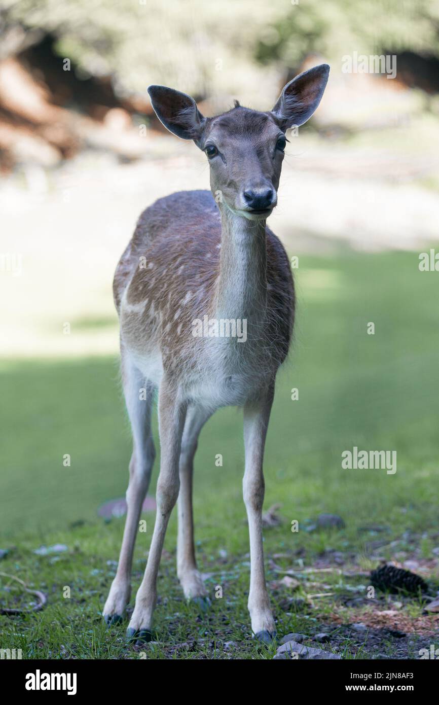 A female sika deer at Wildlife Park Gersfeld Biosphere Reserve Rhon in Germany Stock Photo