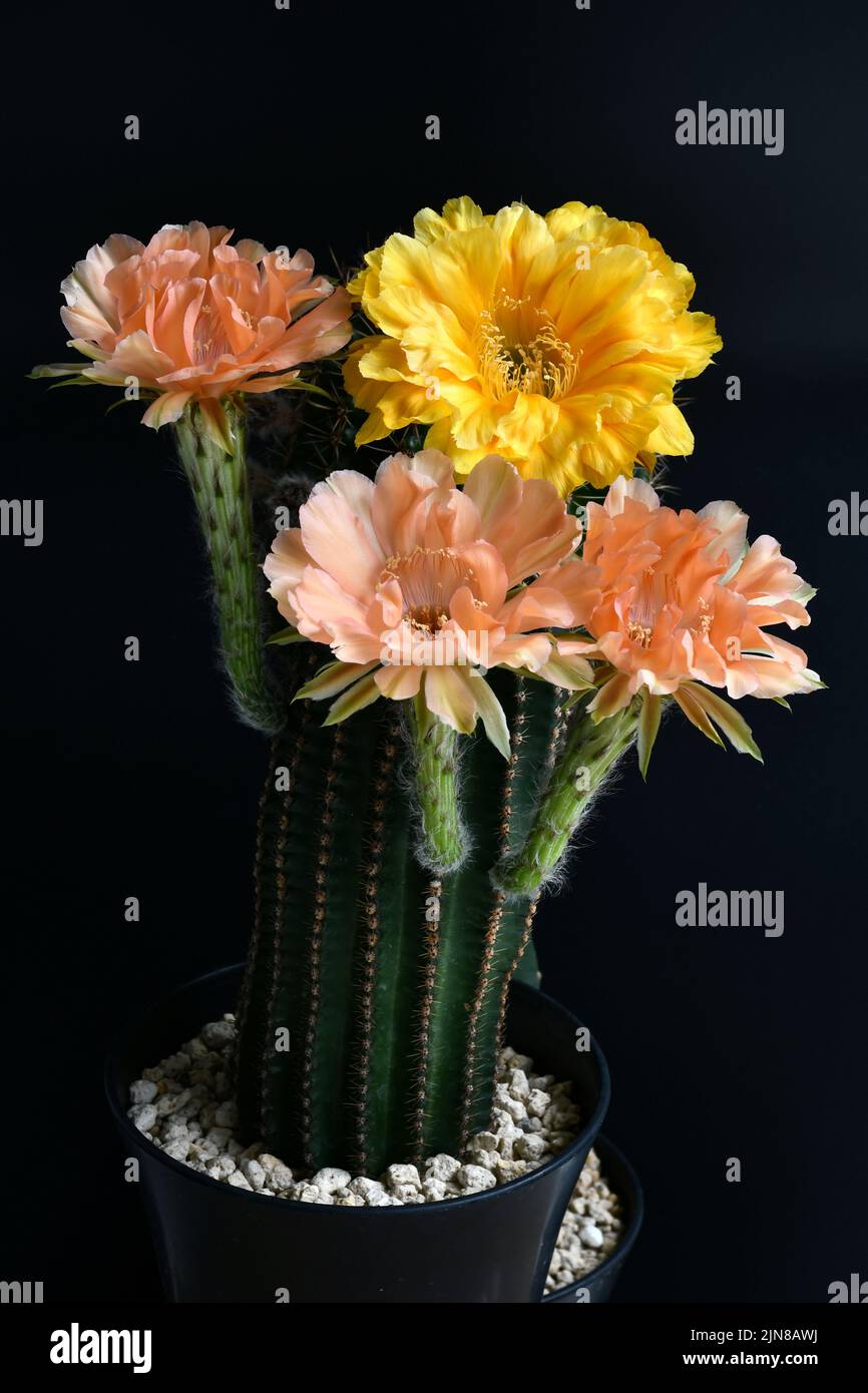 Echinopsis hybrid Orange Paramount with big orange flowers and Big yellow Echinodsis hybrid floweron dark background. Stock Photo