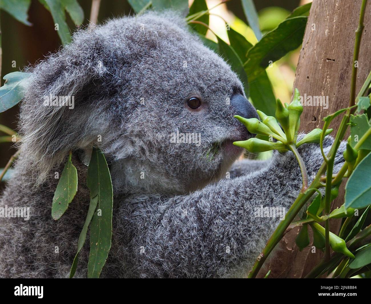Charming pretty young Koala with bright eyes and soft downy fur. Stock Photo