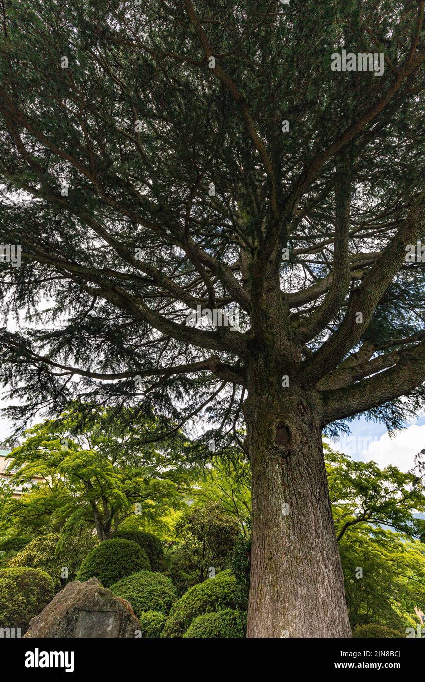 Deodar cedar derives its name from Sanskrit that translates to 'timber of the gods.' The tree is native to the Himalayas, where it has been known to r Stock Photo