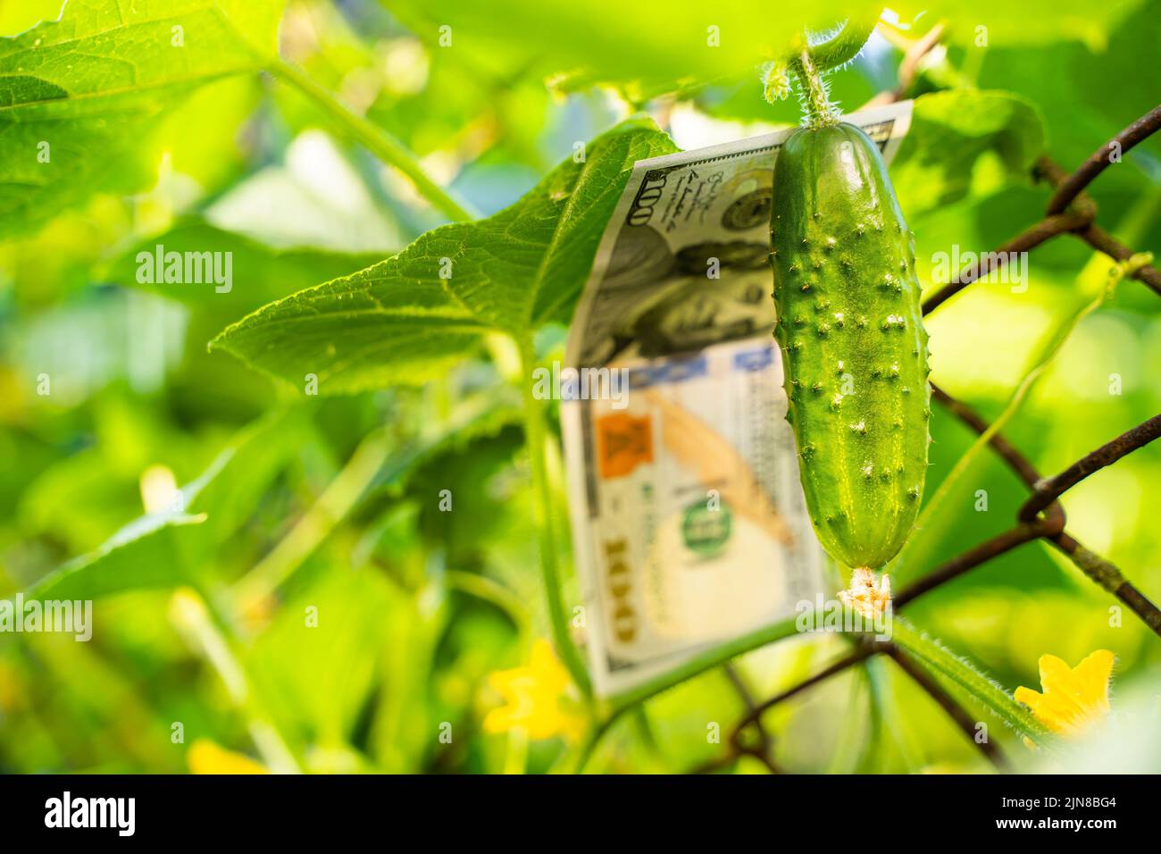 Juicy homemade green cucumber growing on a plantation against the