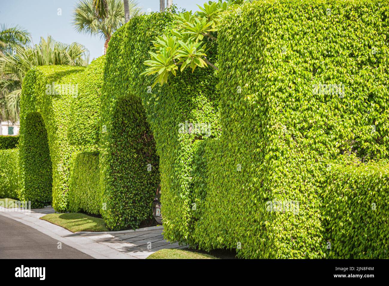 Sculpted hedge over the driveway of a luxury residence in Palm Beach, Florida. (USA) Stock Photo
