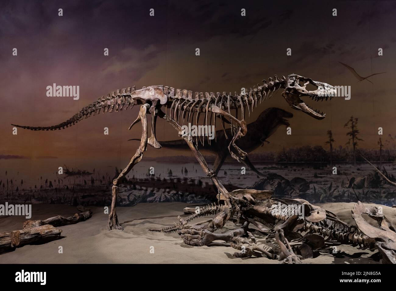 Dinosaur Skeleton, Royal Tyrrell Museum, Drumheller, Alberta, Canada. Stock Photo