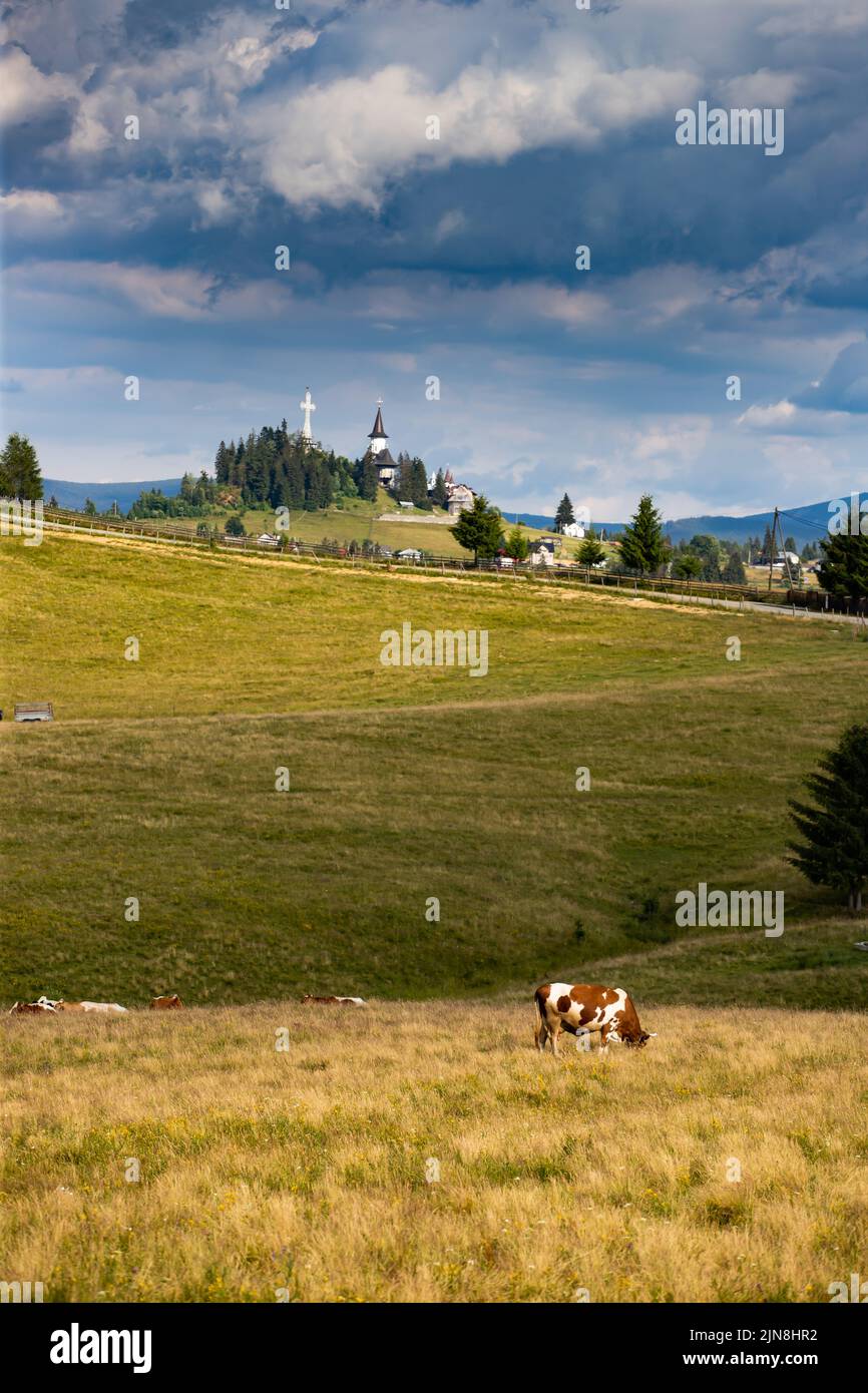 Romanian idyllic countryside landscape with grazing cows and the ...
