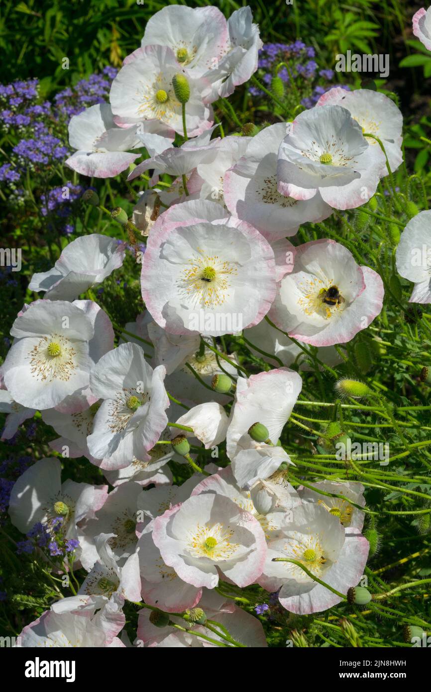 Papaver 'Bridal Silk', White poppies Papaver rhoeas Beautiful Delicate Flowers in a garden Stock Photo
