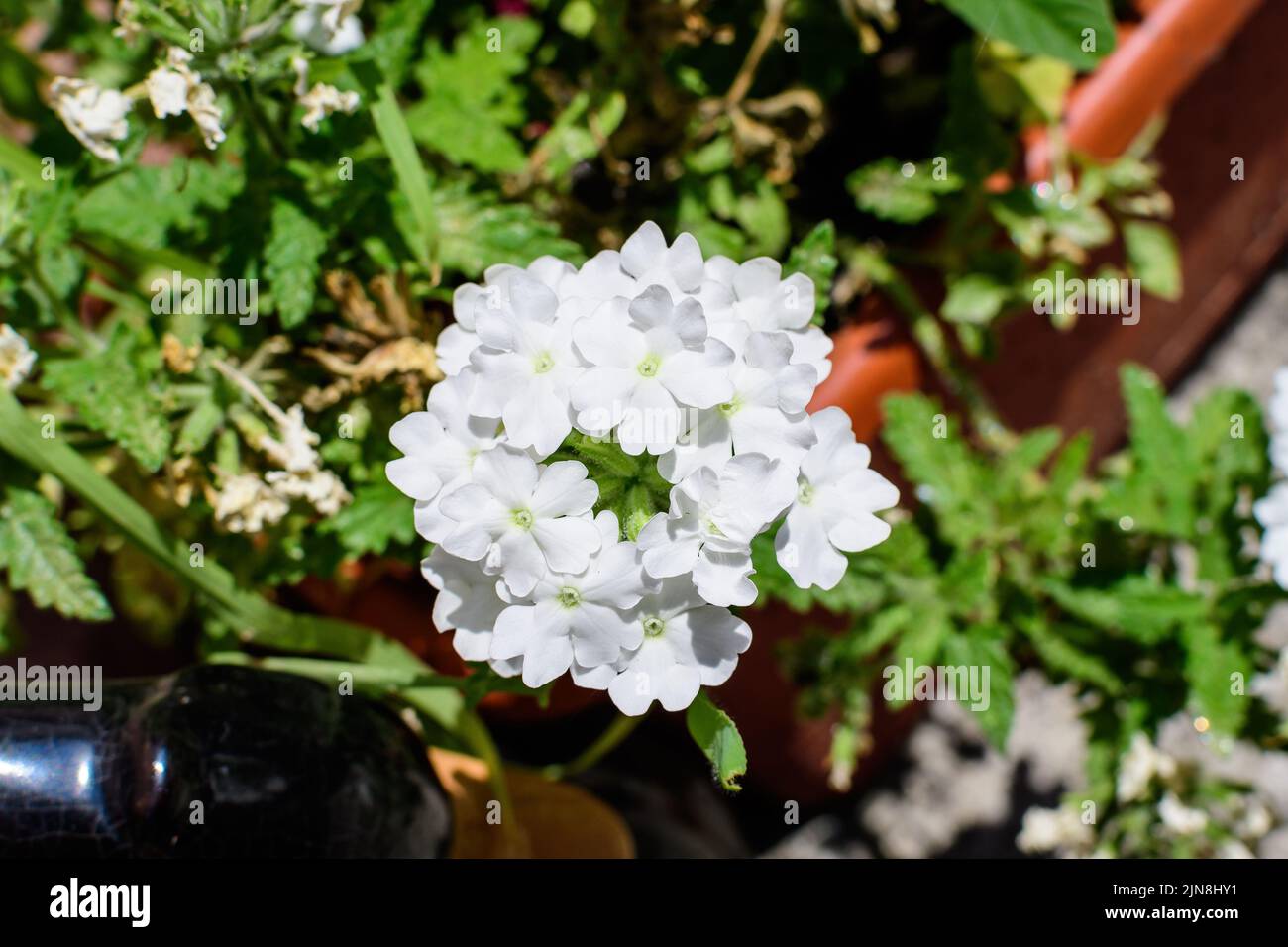 Delicate white flowers of Verbena Hybrida Nana Compacta plant in small garden pots displayed for sale at a market in a sunny summer day Stock Photo