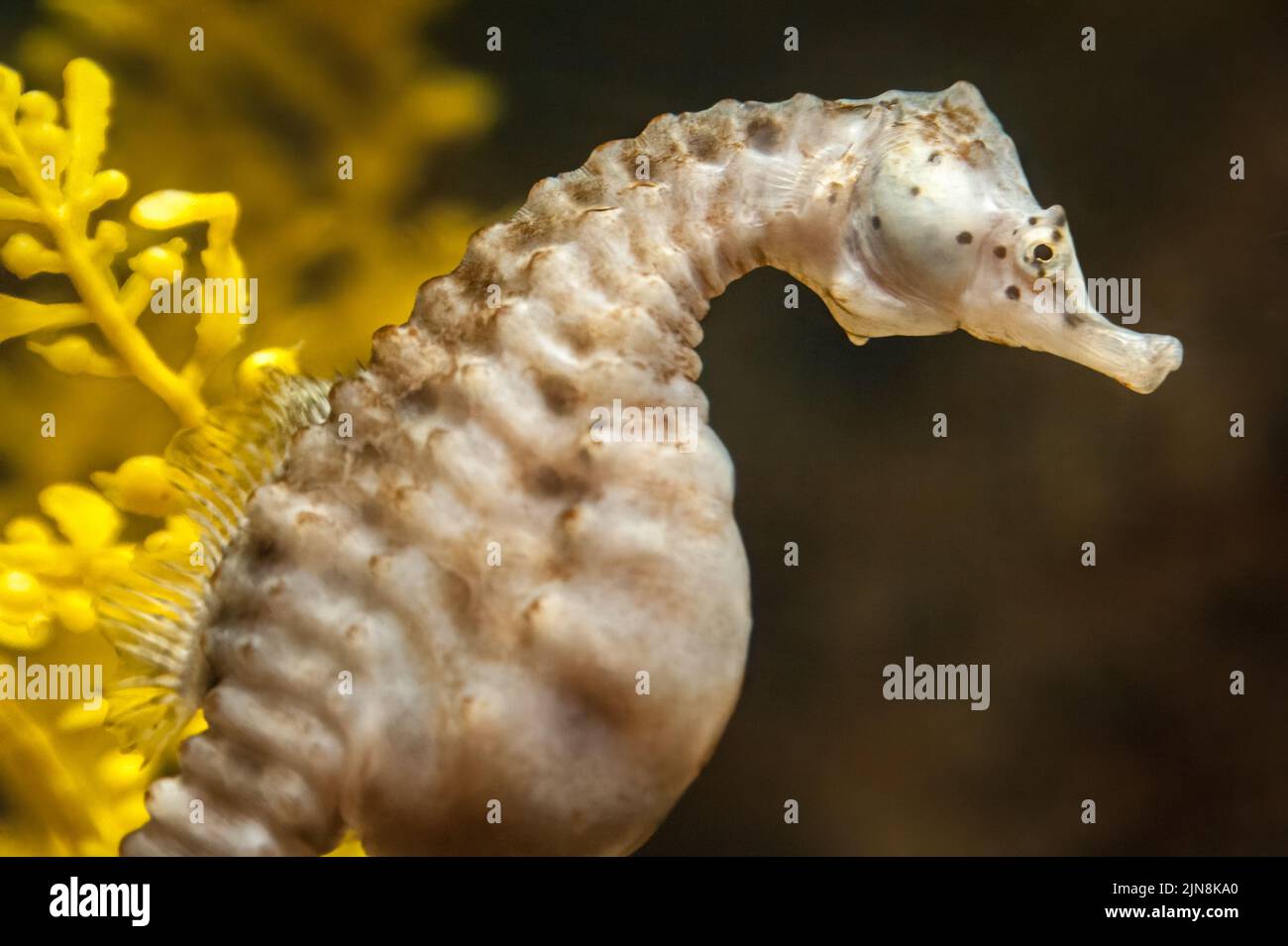 Big-bellied seahorse (Hippocampus abdominalis) at the Georgia Aquarium in downtown Atlanta, Georgia. (USA) Stock Photo