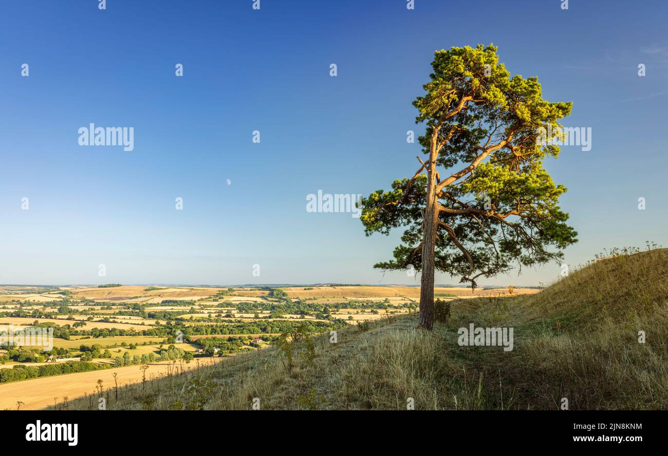 Lone Scots pine and moonrise on top of Martinsell Hill on the Wessex Downs Wiltshire south west England UK Stock Photo