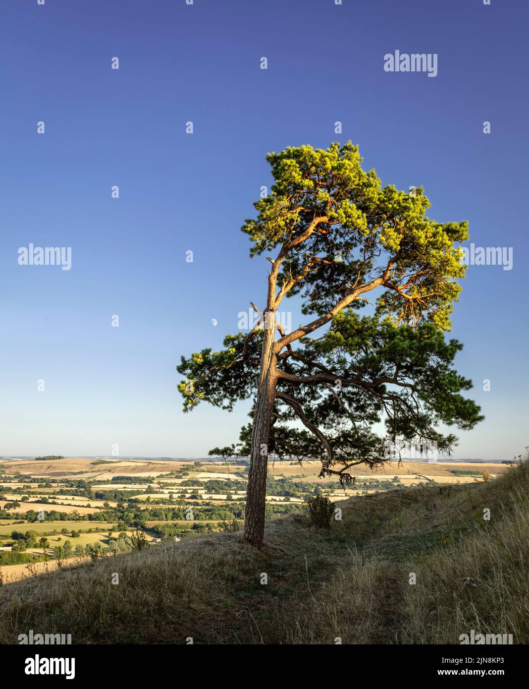 Lone Scots pine and moonrise on top of Martinsell Hill on the Wessex Downs Wiltshire south west England UK Stock Photo