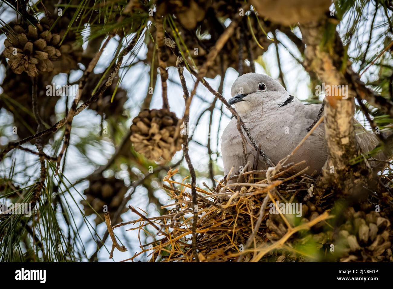 Closeup side view from below of a fluffed up female gray pigeon sitting on its flimsy nest to protect its breed in the shadow of a pine tree. Stock Photo