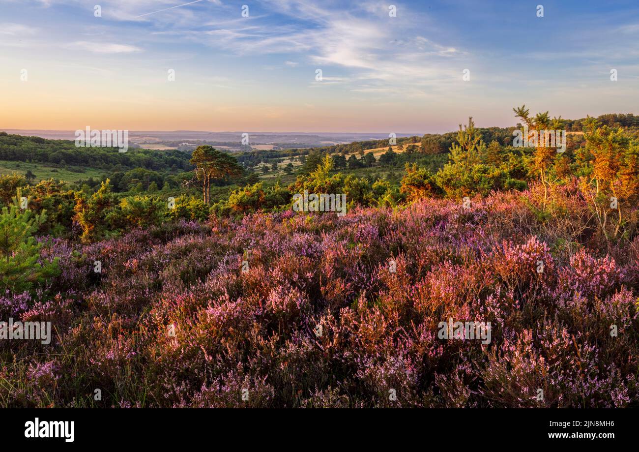 August Heather and Heath on Ashdown Forest on the High Weald in East