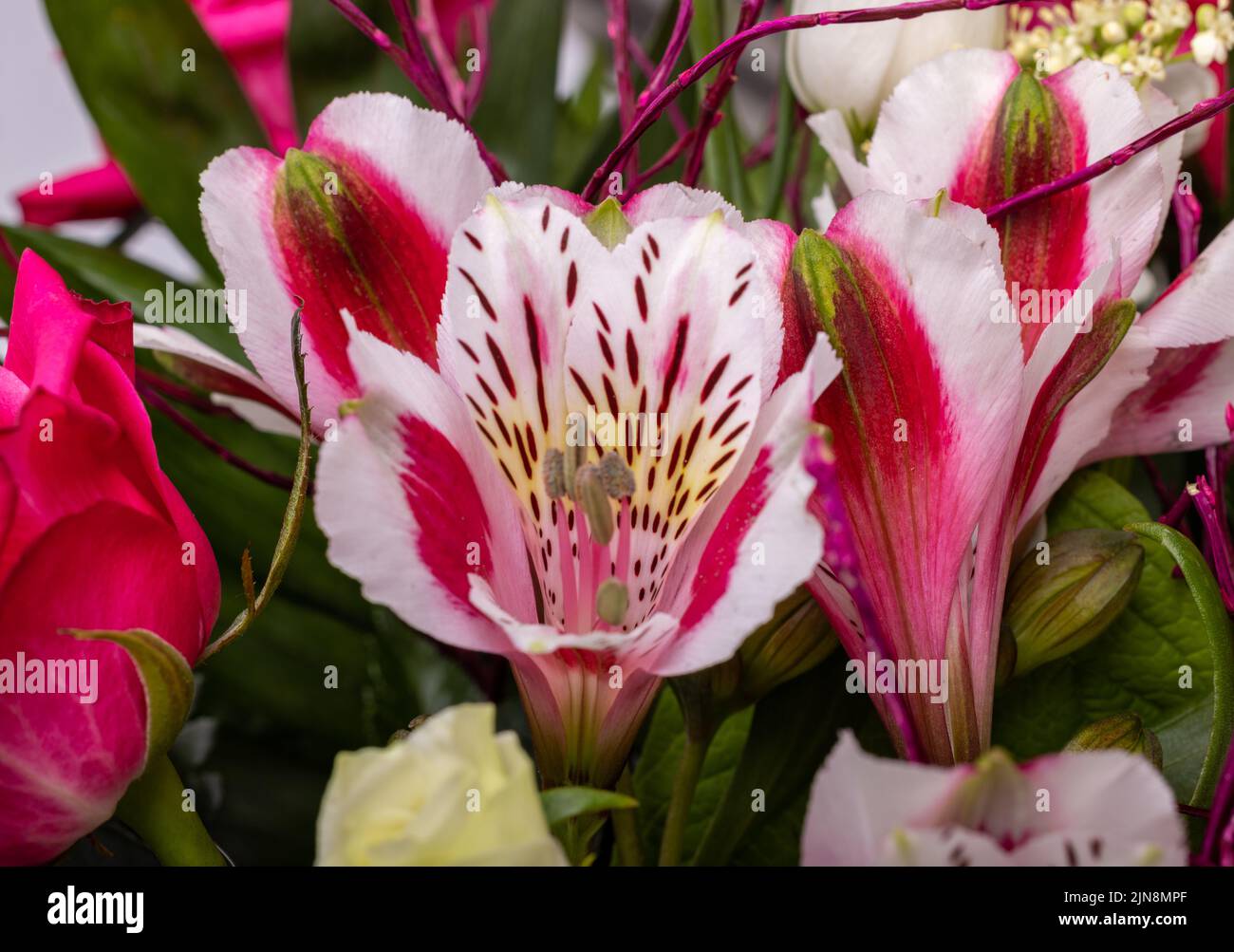 beautiful florist bouquet of roses and freesias Stock Photo