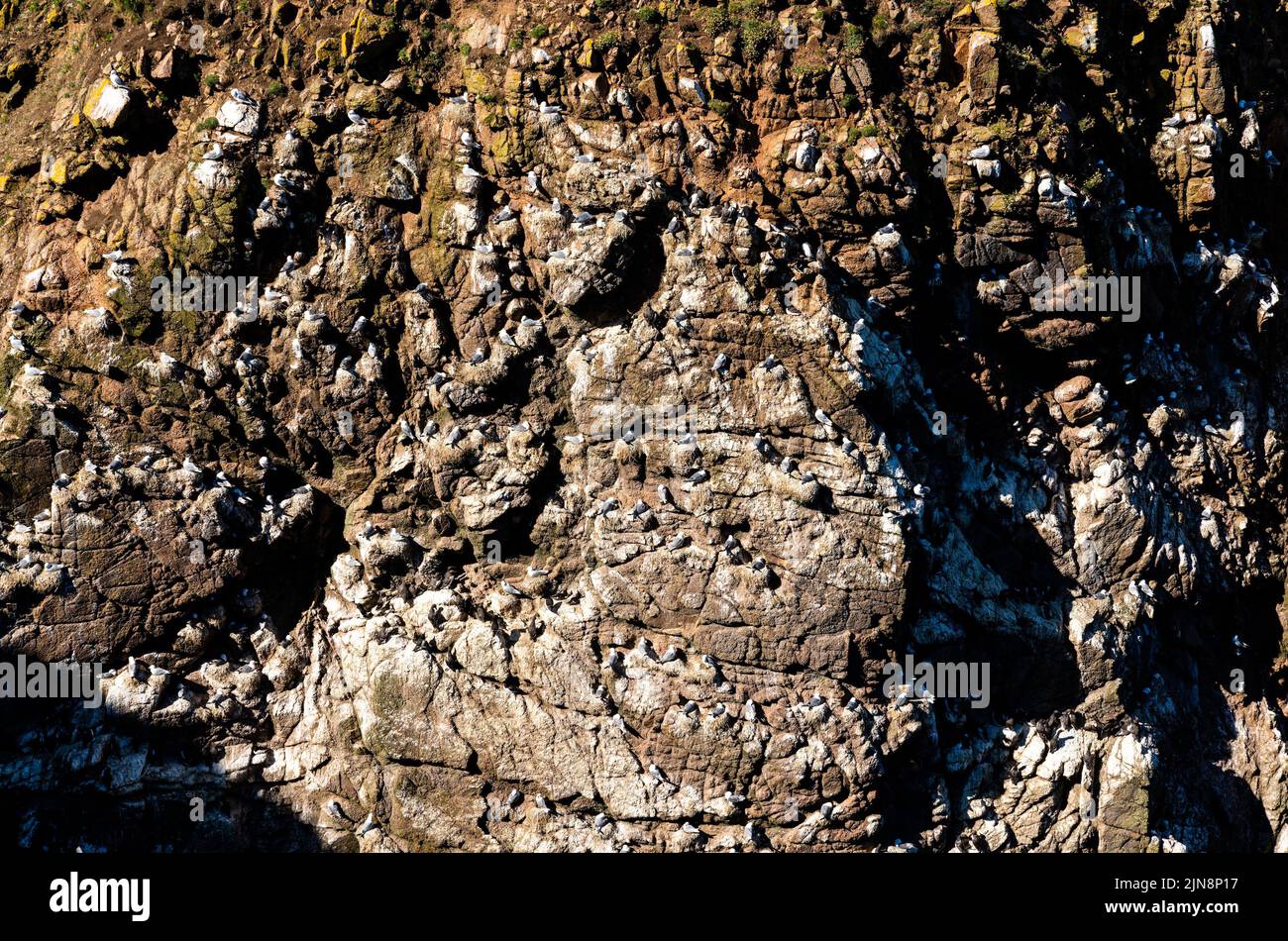 A close-up view of many seabirds and seagulls nesting in the steep cliffs of the Aberdeenshire shore in Scotland Stock Photo