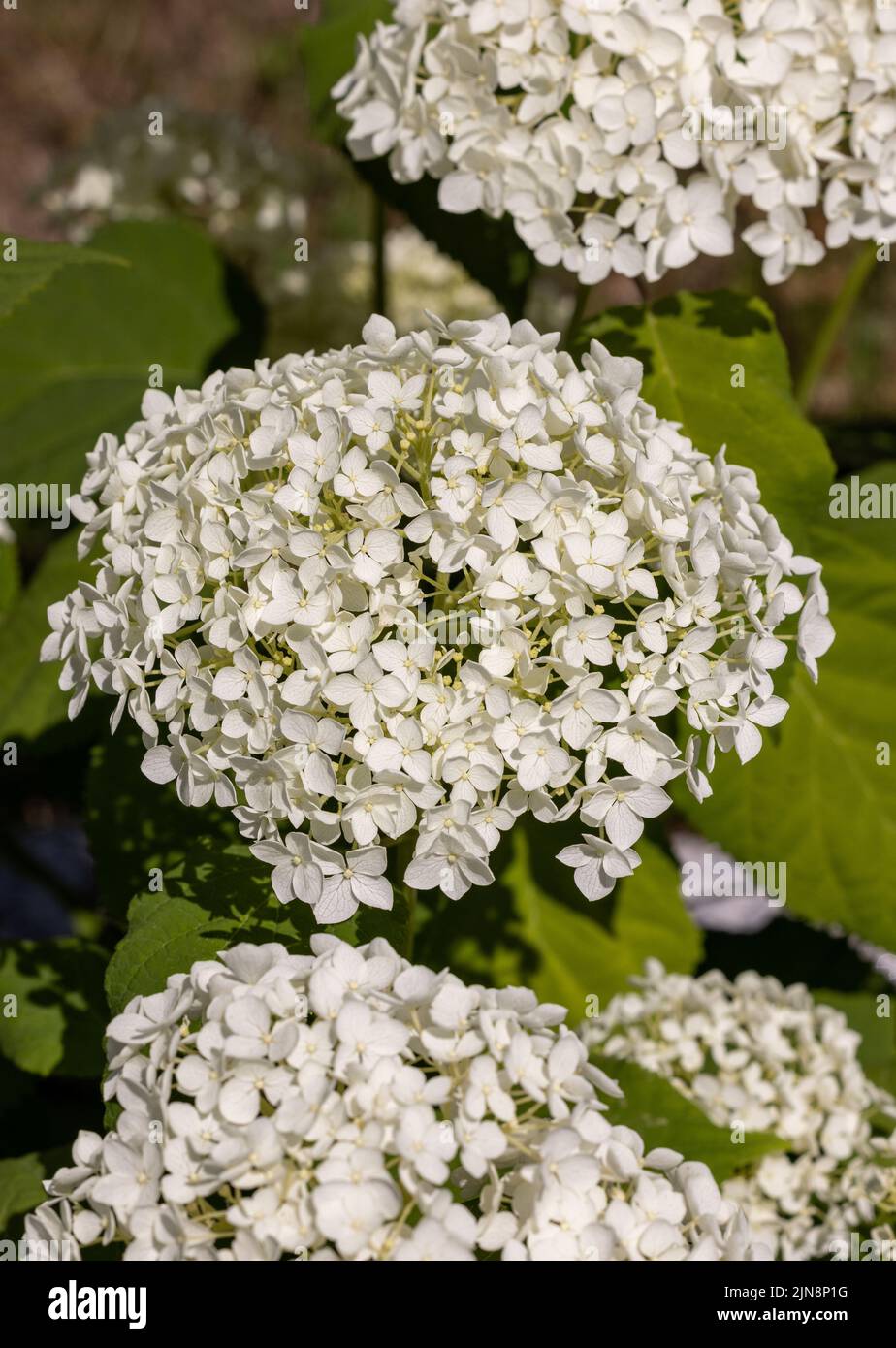 closeup of a beautiful white hydrangea in garden Stock Photo